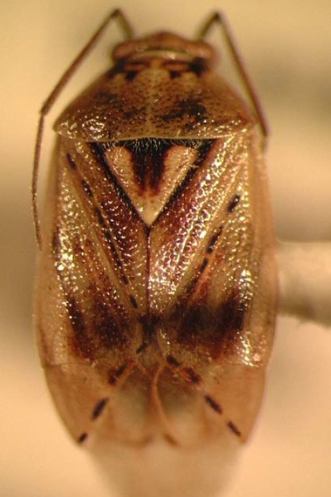 An adult plant bug.